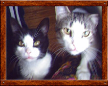 Справа мой кот Пыжик, слева кот брата Вейдэр.